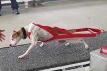 Red Weight Pull Harness