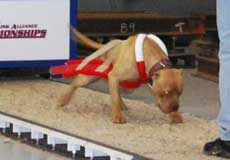 Red/White Weight Pull Harness