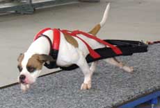 Red/Black Weight Pull Harness