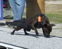 Black Weight Pull Harness