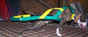 Green/Yellow Weight Pull Harness